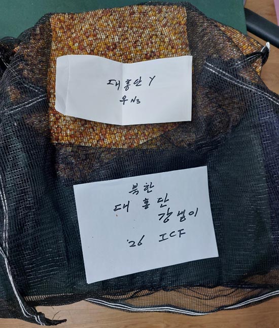 김순권 박사, 북한 고산지 적응 ‘대홍단 강냉이’ 개발… ‘28년 연구’의 결실 ▲김순권 박사가 개발한 북한 대홍단 강냉이. ⓒ김순권 박사