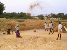 인도 타밀나두주 마두라이 근처의 불가촉 천민(달릿) 마을의 타작하는 사람들 